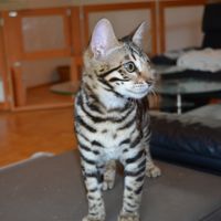 Bengalkitten von Cattery Taykan in Oldenburg, Niedersachsen